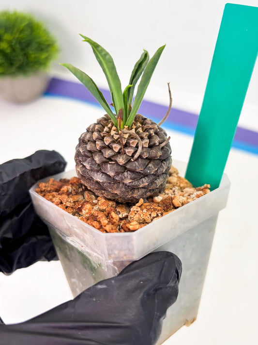 Euphorb Bupleurifolia (g) | Imported Plant