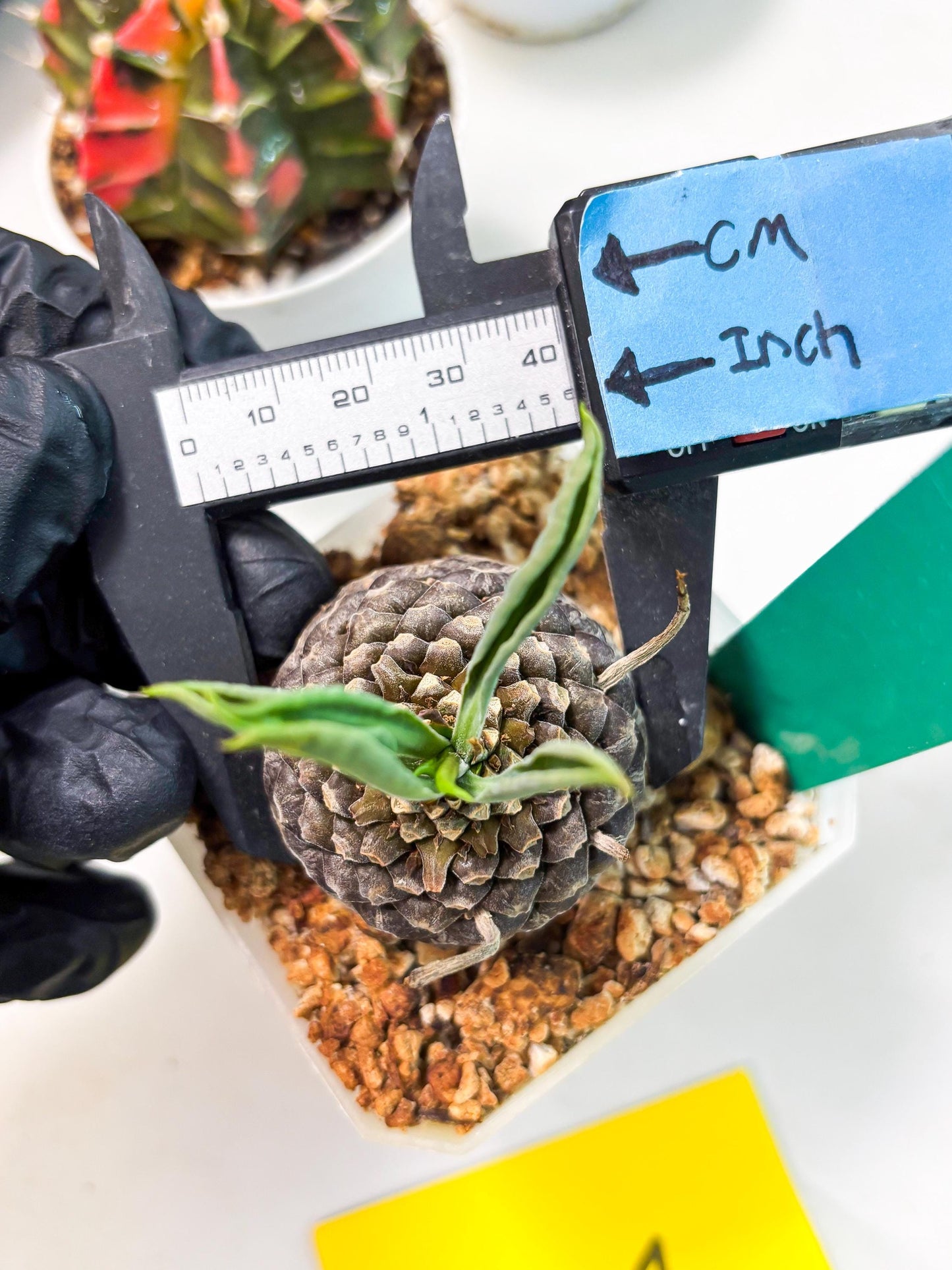 Euphorb Bupleurifolia (g) | Imported Plant