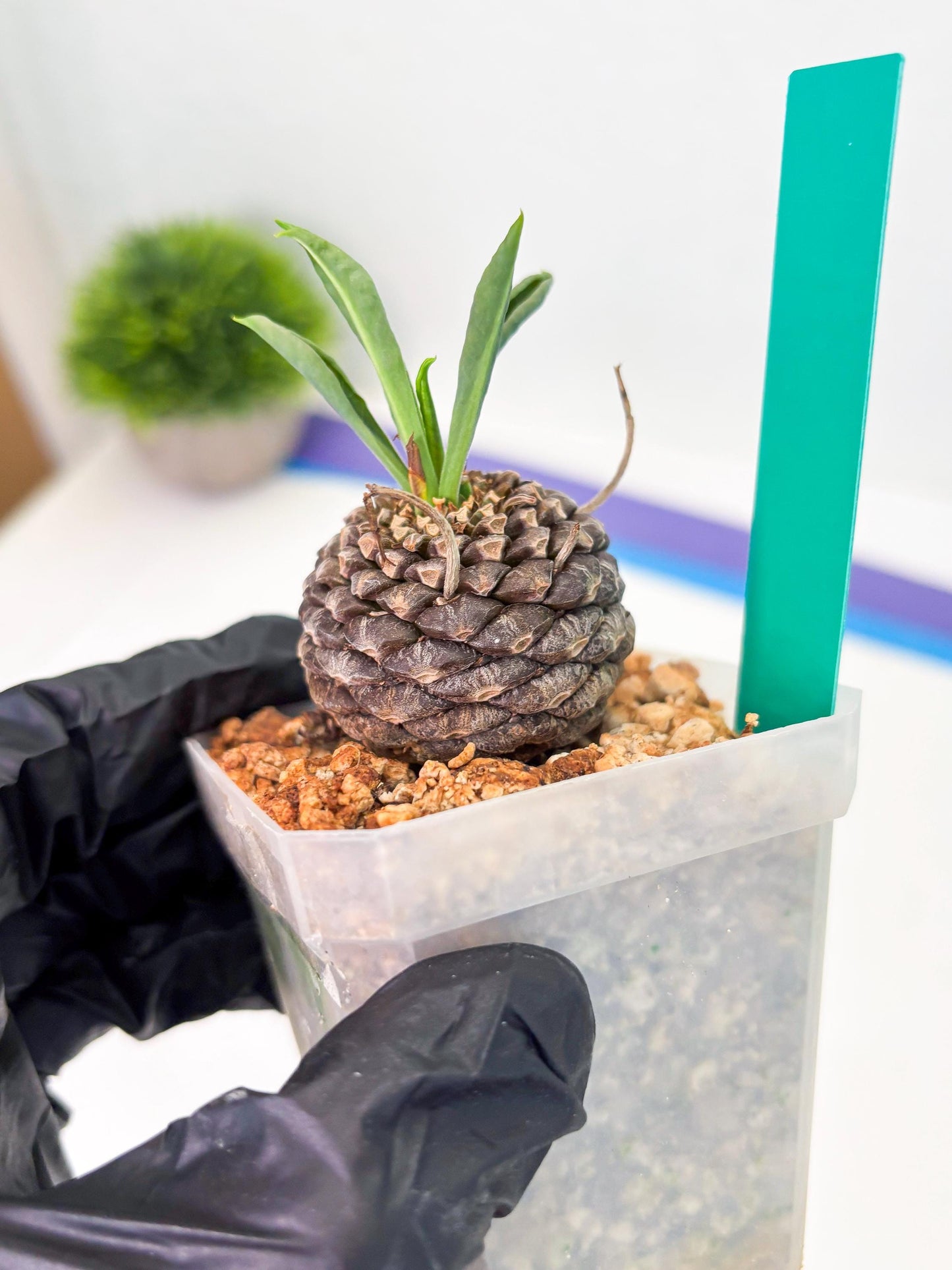 Euphorb Bupleurifolia (g) | Imported Plant