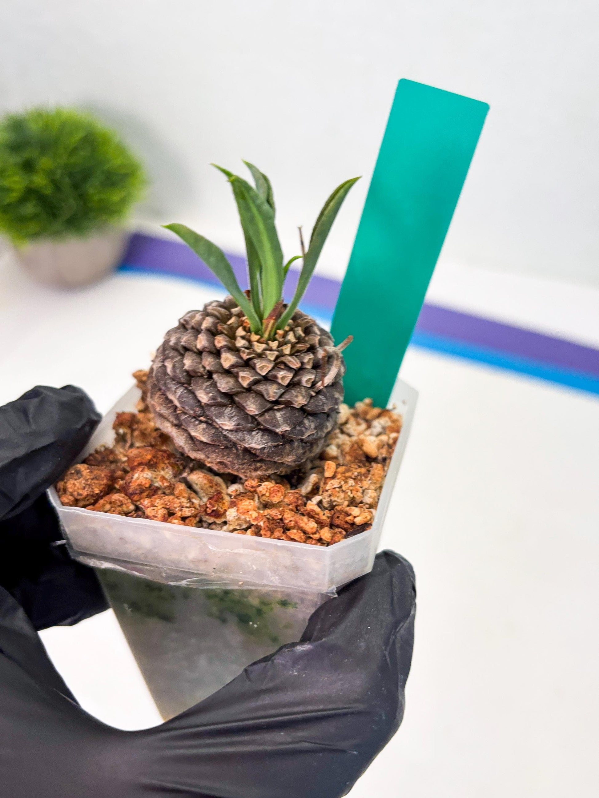 Euphorb Bupleurifolia (g) | Imported Plant