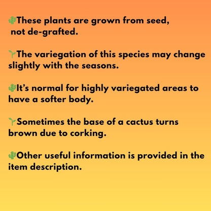 Gymnocalycium LB Hybrid (gy1) (p1) | variegated cactus