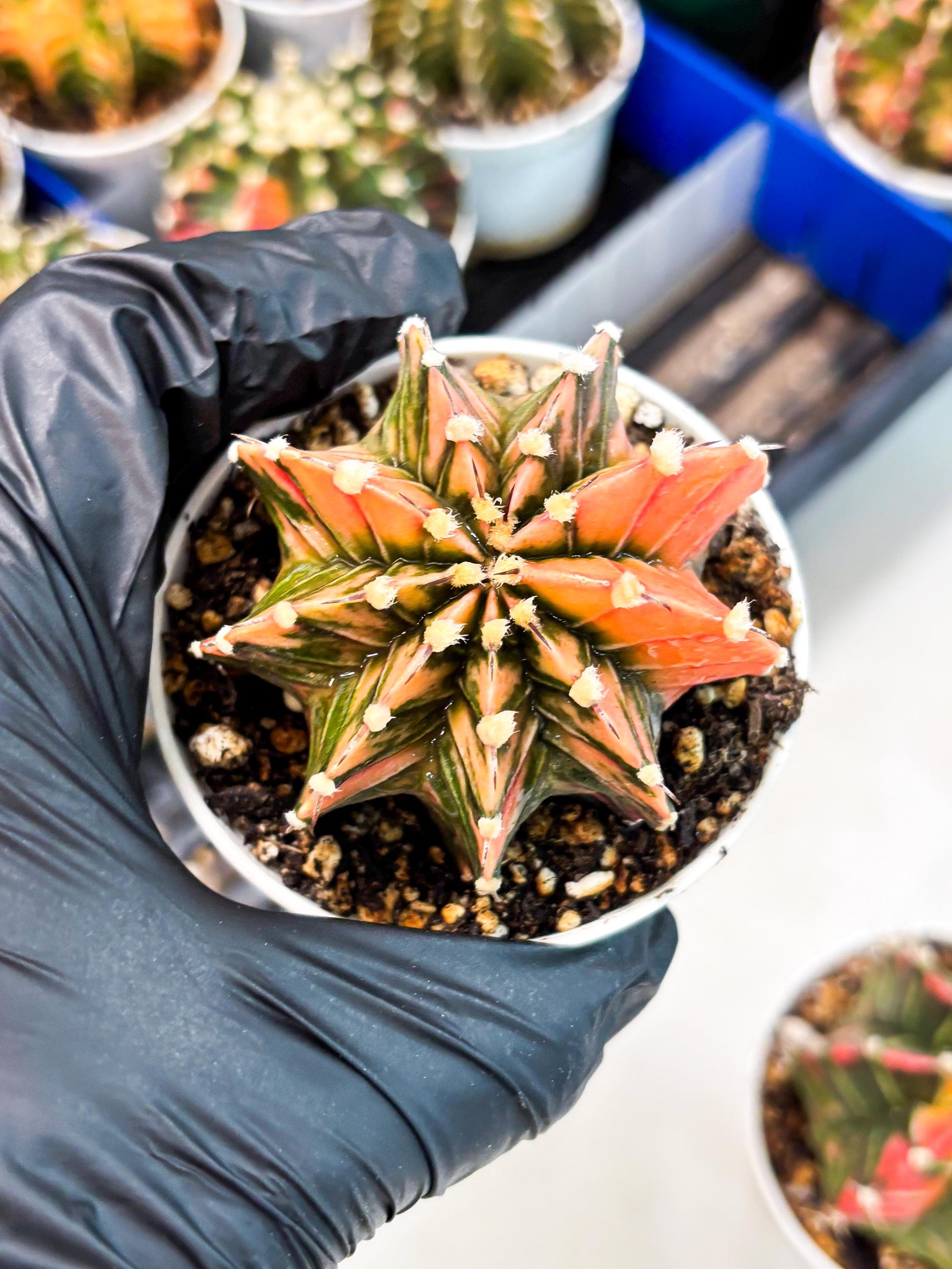 Gymnocalycium LB Hybrid (gy1) (p1) | variegated cactus