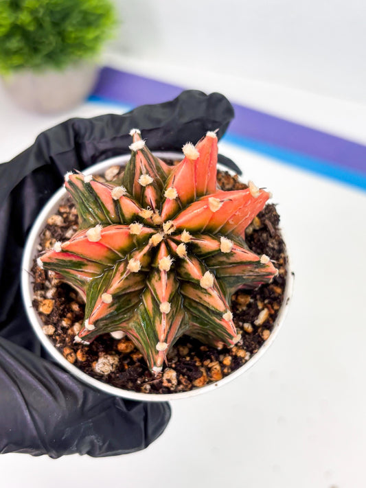 Gymnocalycium LB Hybrid (gy1) (p1) | variegated cactus