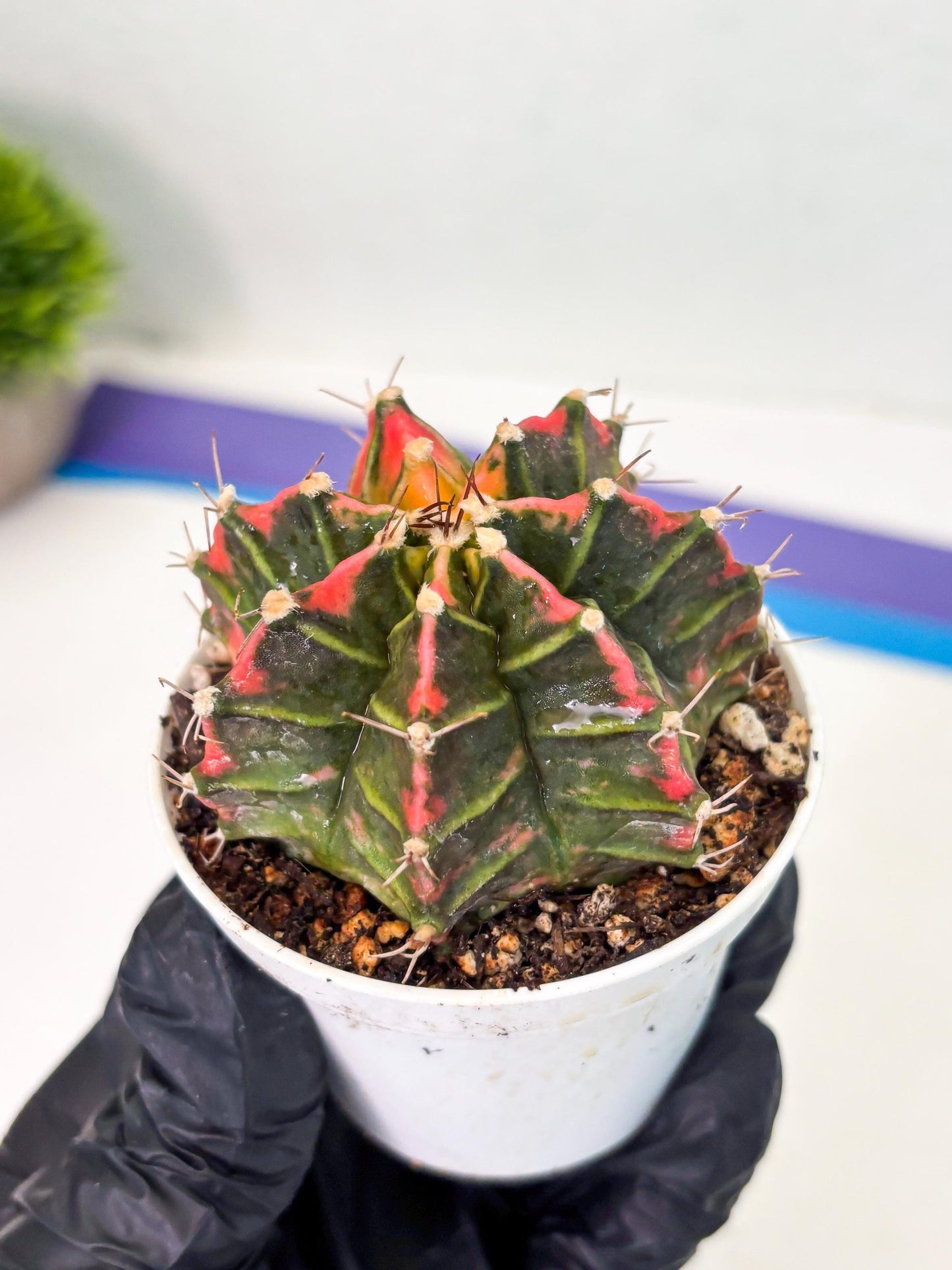 Gymnocalycium LB Hybrid (gy1) (p2) | variegated cactus