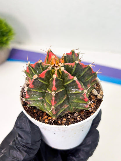 Gymnocalycium LB Hybrid (gy1) (p2) | variegated cactus