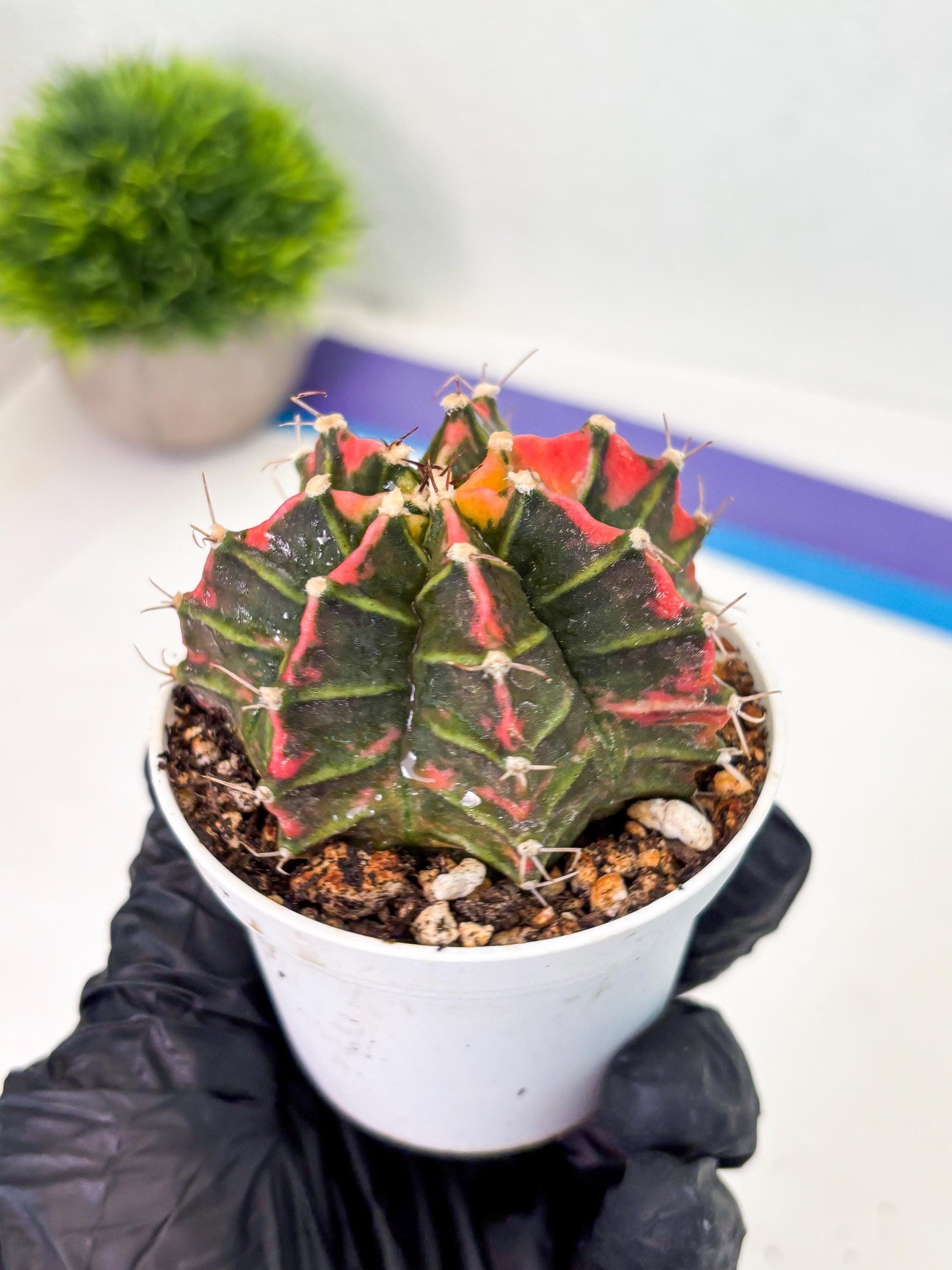 Gymnocalycium LB Hybrid (gy1) (p2) | variegated cactus