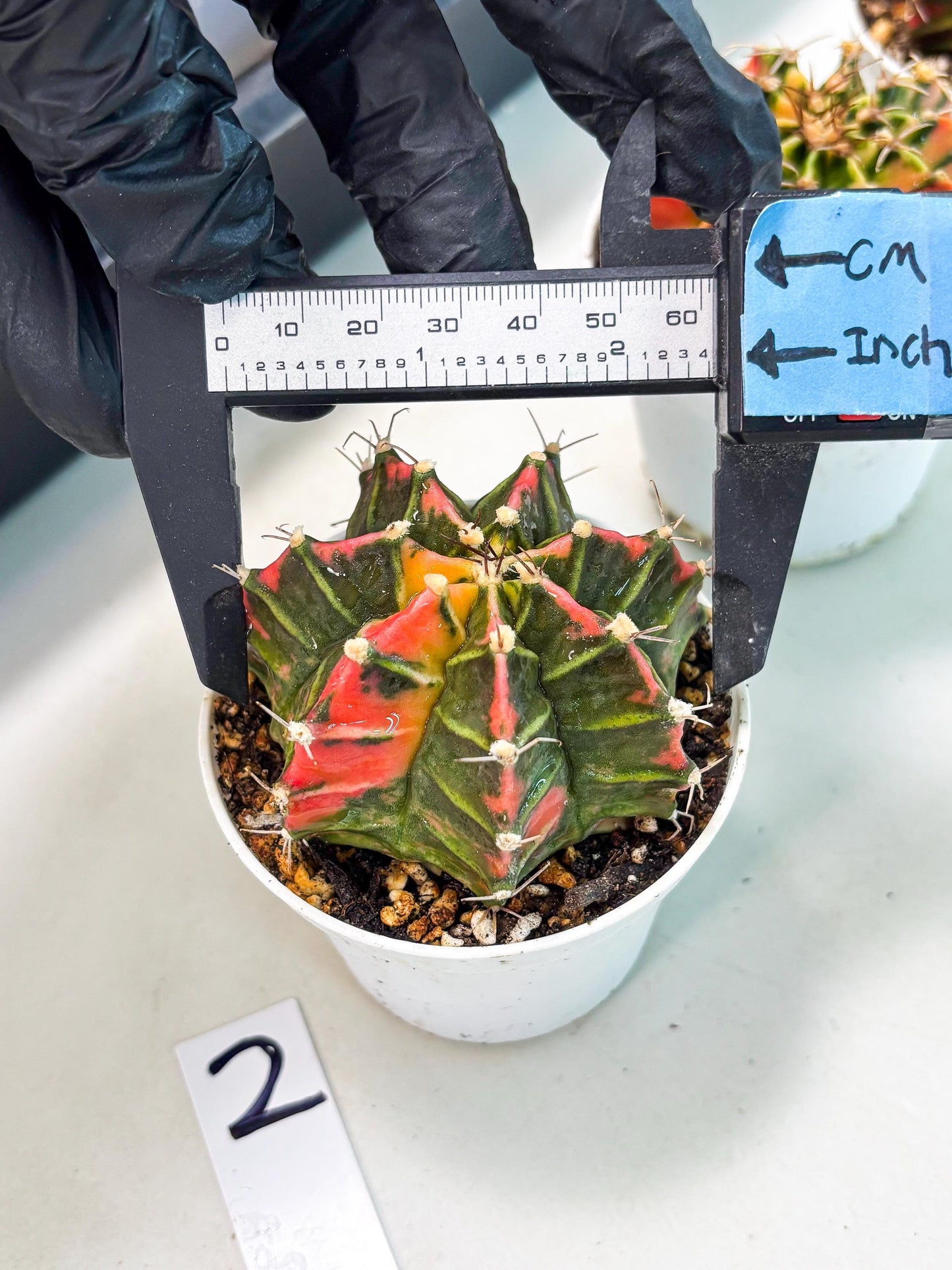 Gymnocalycium LB Hybrid (gy1) (p2) | variegated cactus