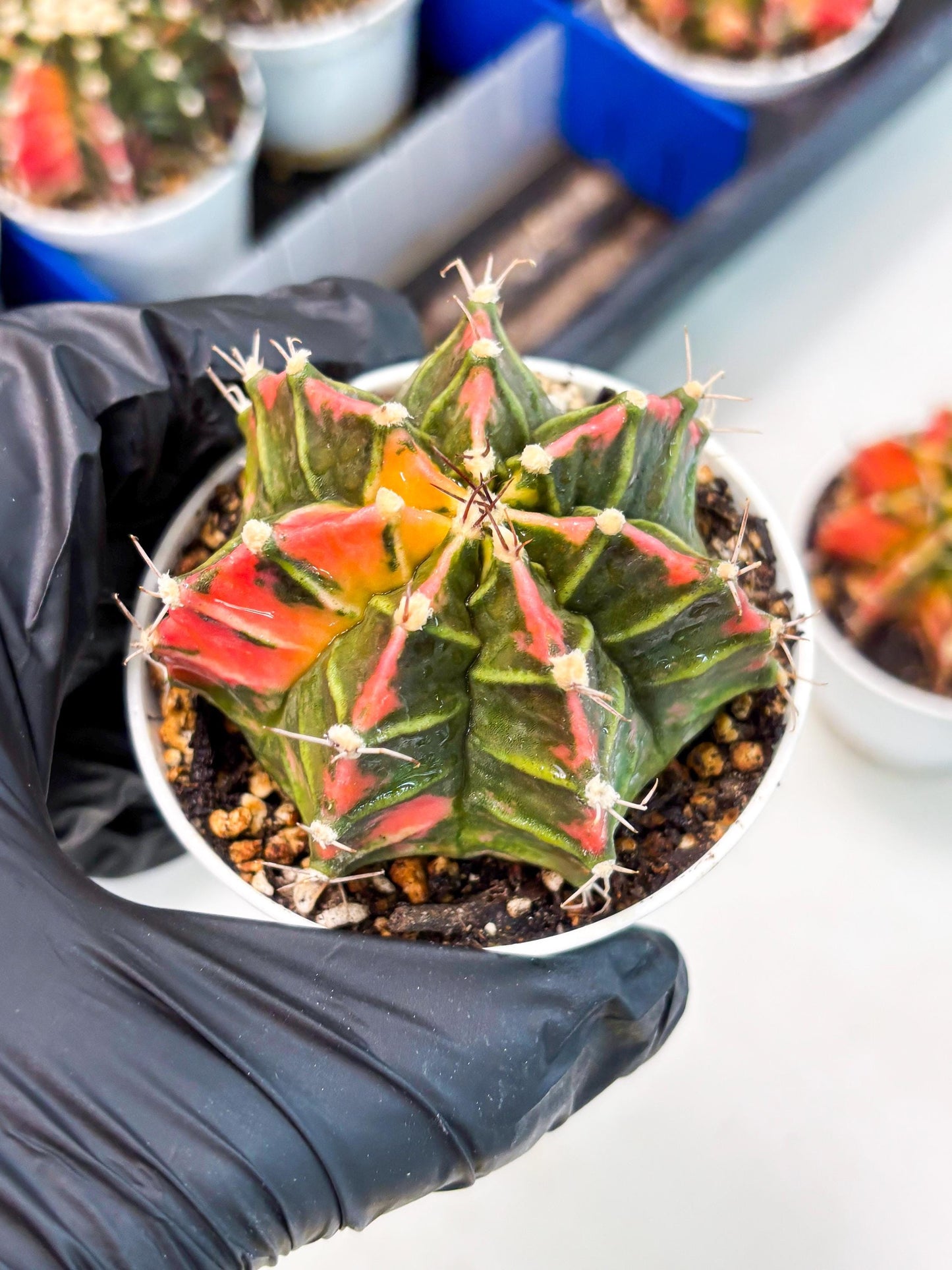 Gymnocalycium LB Hybrid (gy1) (p2) | variegated cactus