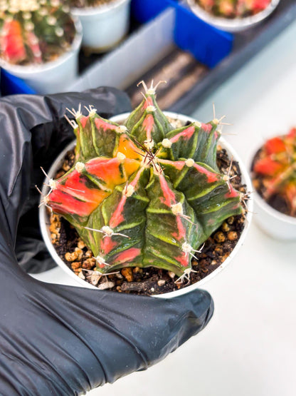 Gymnocalycium LB Hybrid (gy1) (p2) | variegated cactus
