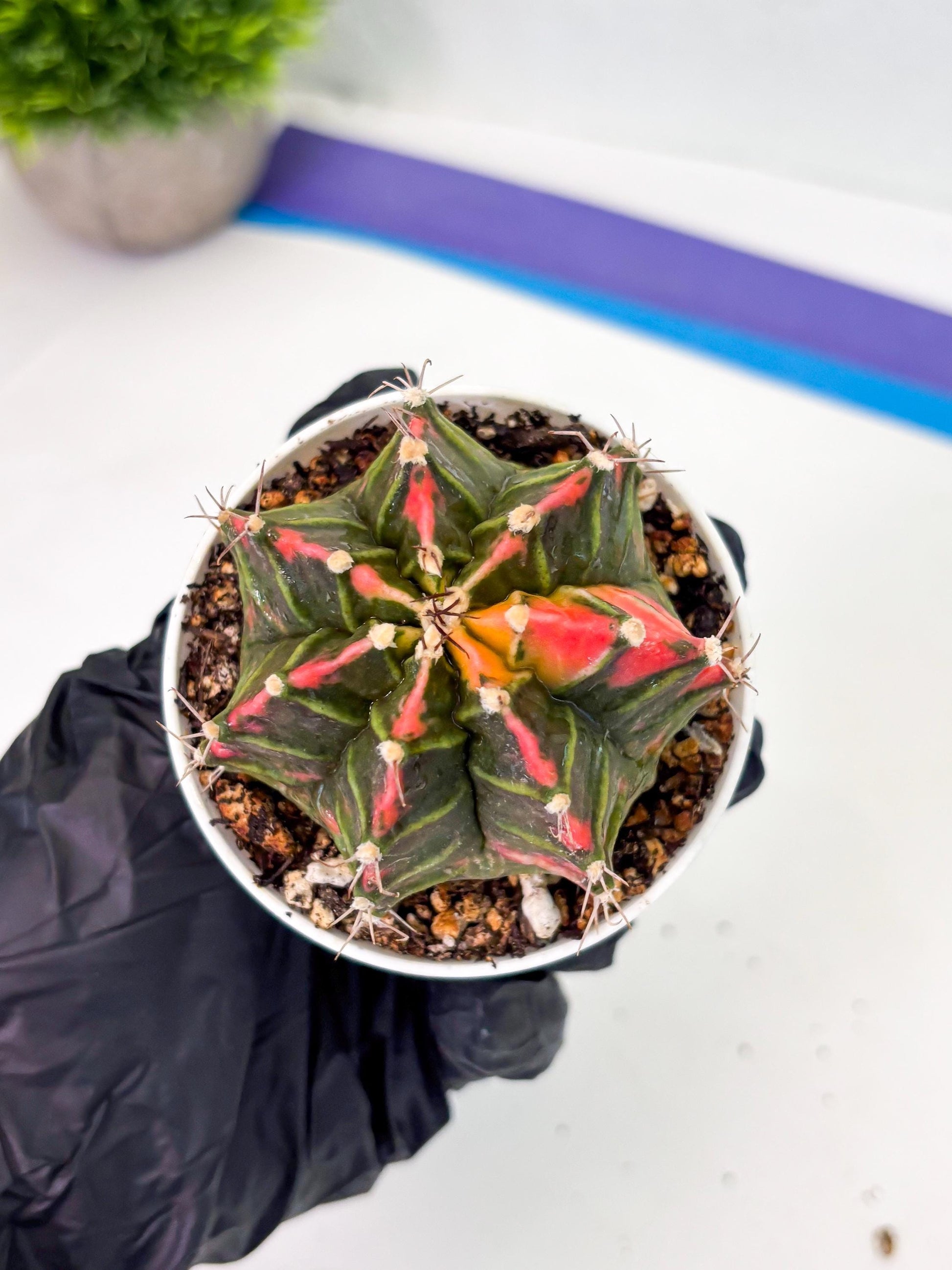 Gymnocalycium LB Hybrid (gy1) (p2) | variegated cactus