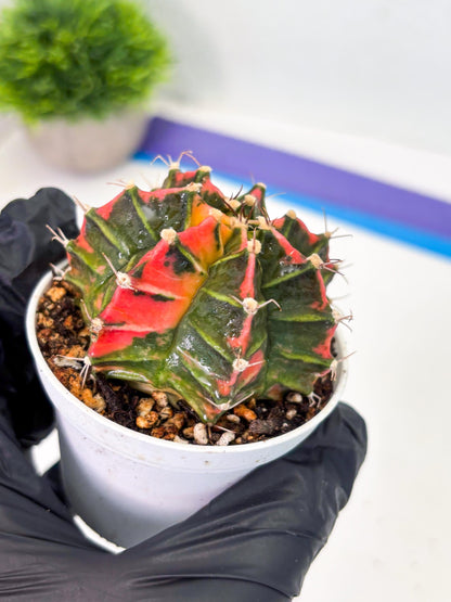 Gymnocalycium LB Hybrid (gy1) (p2) | variegated cactus