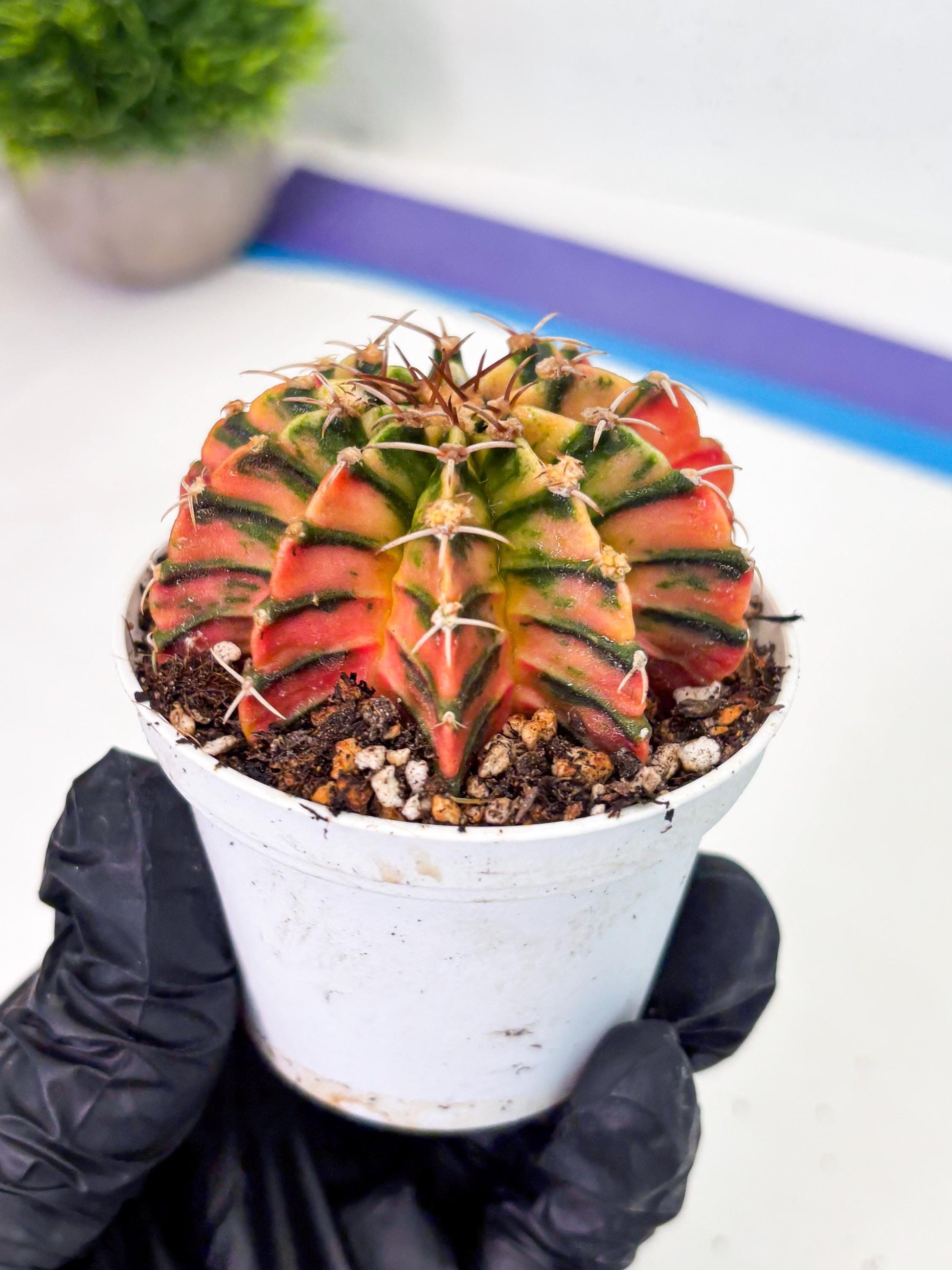 Gymnocalycium LB Hybrid (gy1) (p3) | variegated cactus