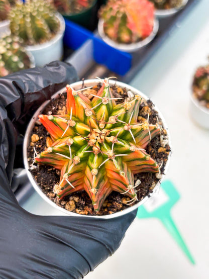 Gymnocalycium LB Hybrid (gy1) (p3) | variegated cactus
