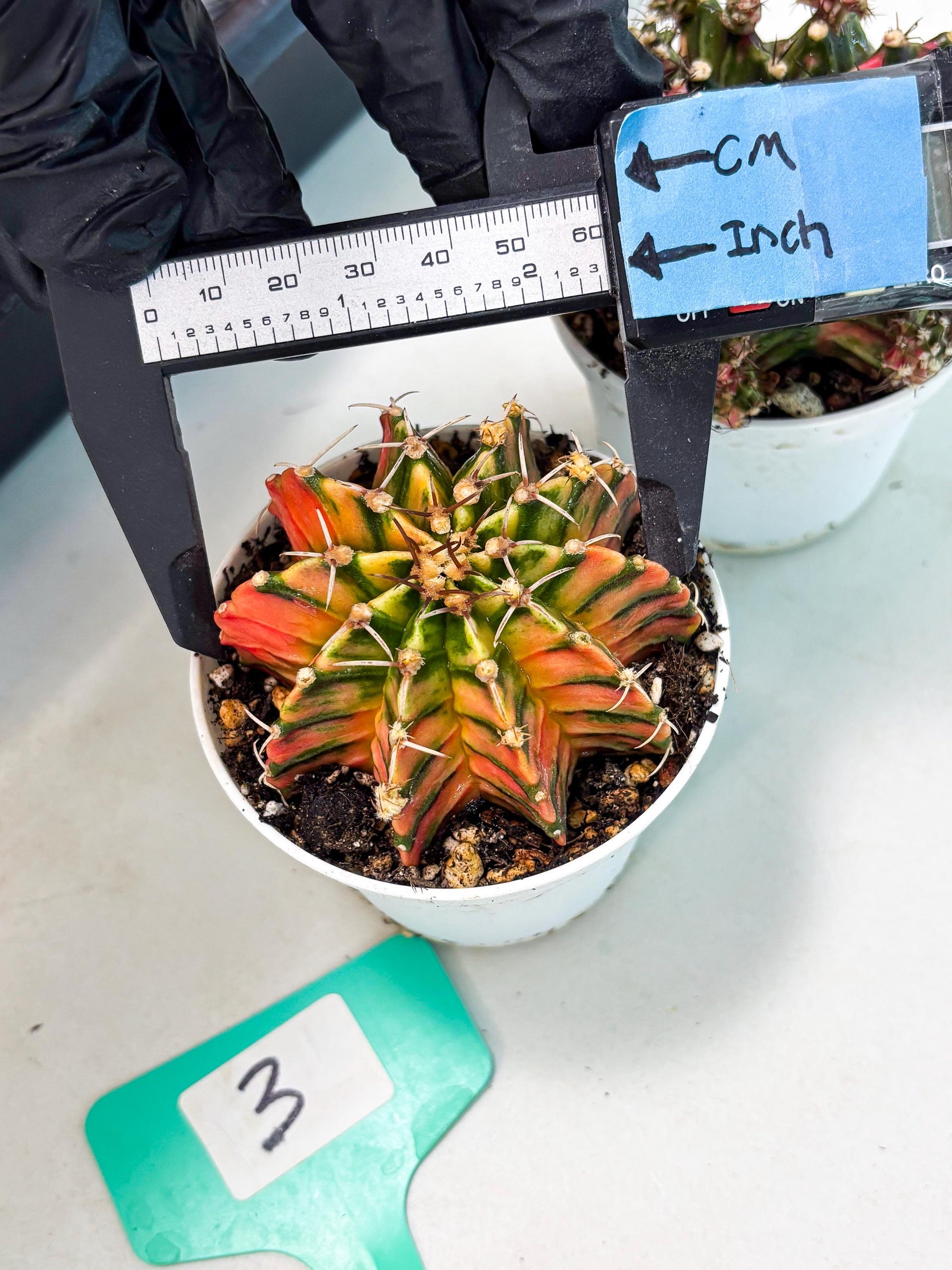 Gymnocalycium LB Hybrid (gy1) (p3) | variegated cactus