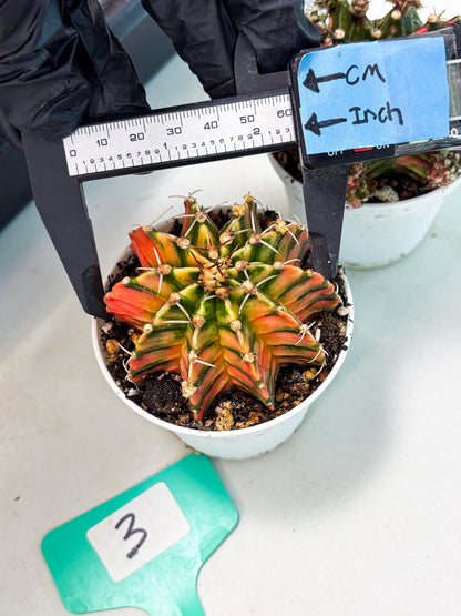 Gymnocalycium LB Hybrid (gy1) (p3) | variegated cactus