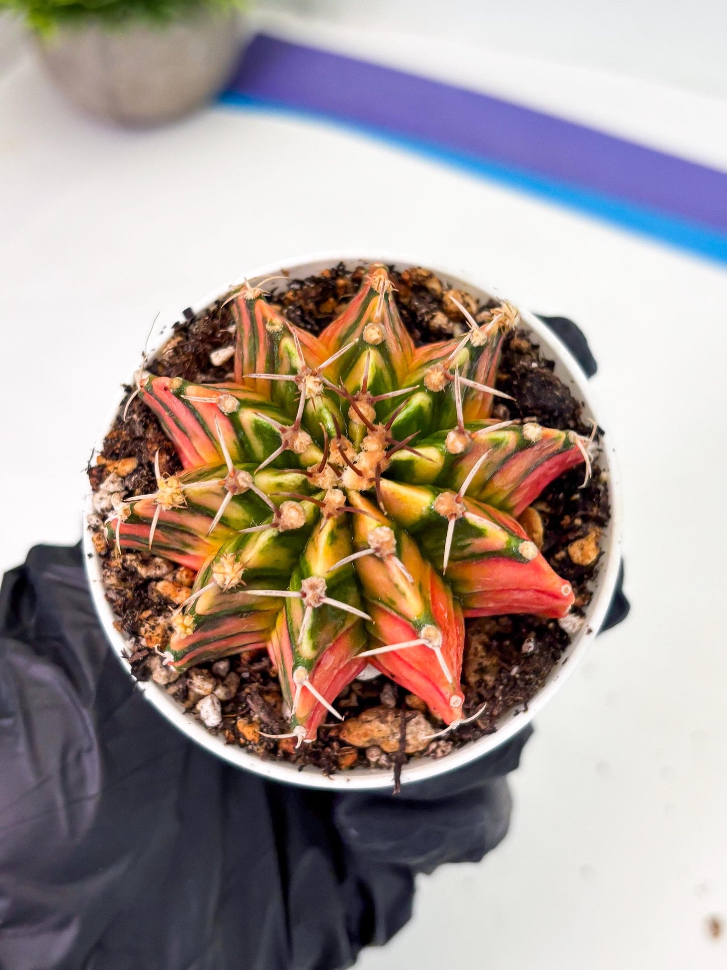 Gymnocalycium LB Hybrid (gy1) (p3) | variegated cactus