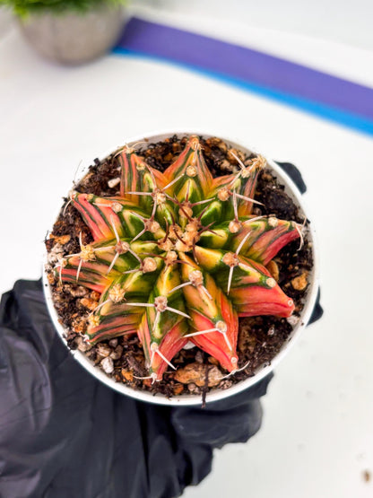 Gymnocalycium LB Hybrid (gy1) (p3) | variegated cactus