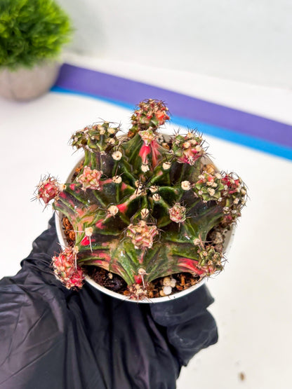 Gymnocalycium LB Hybrid (gy1) (p4) | variegated cactus