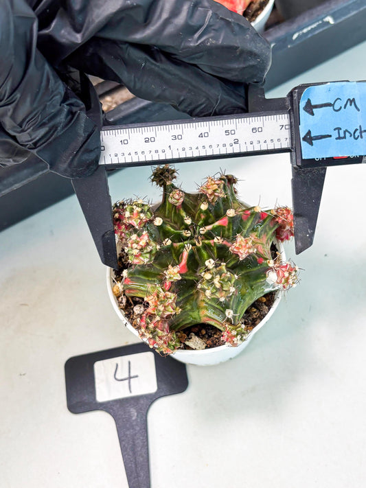 Gymnocalycium LB Hybrid (gy1) (p4) | variegated cactus