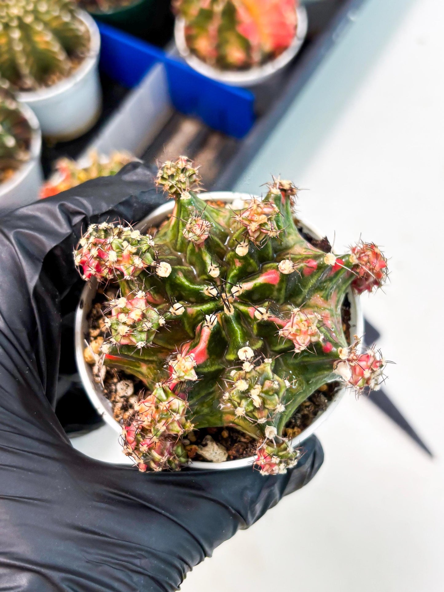 Gymnocalycium LB Hybrid (gy1) (p4) | variegated cactus