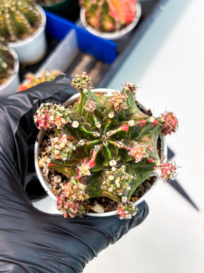 Gymnocalycium LB Hybrid (gy1) (p4) | variegated cactus