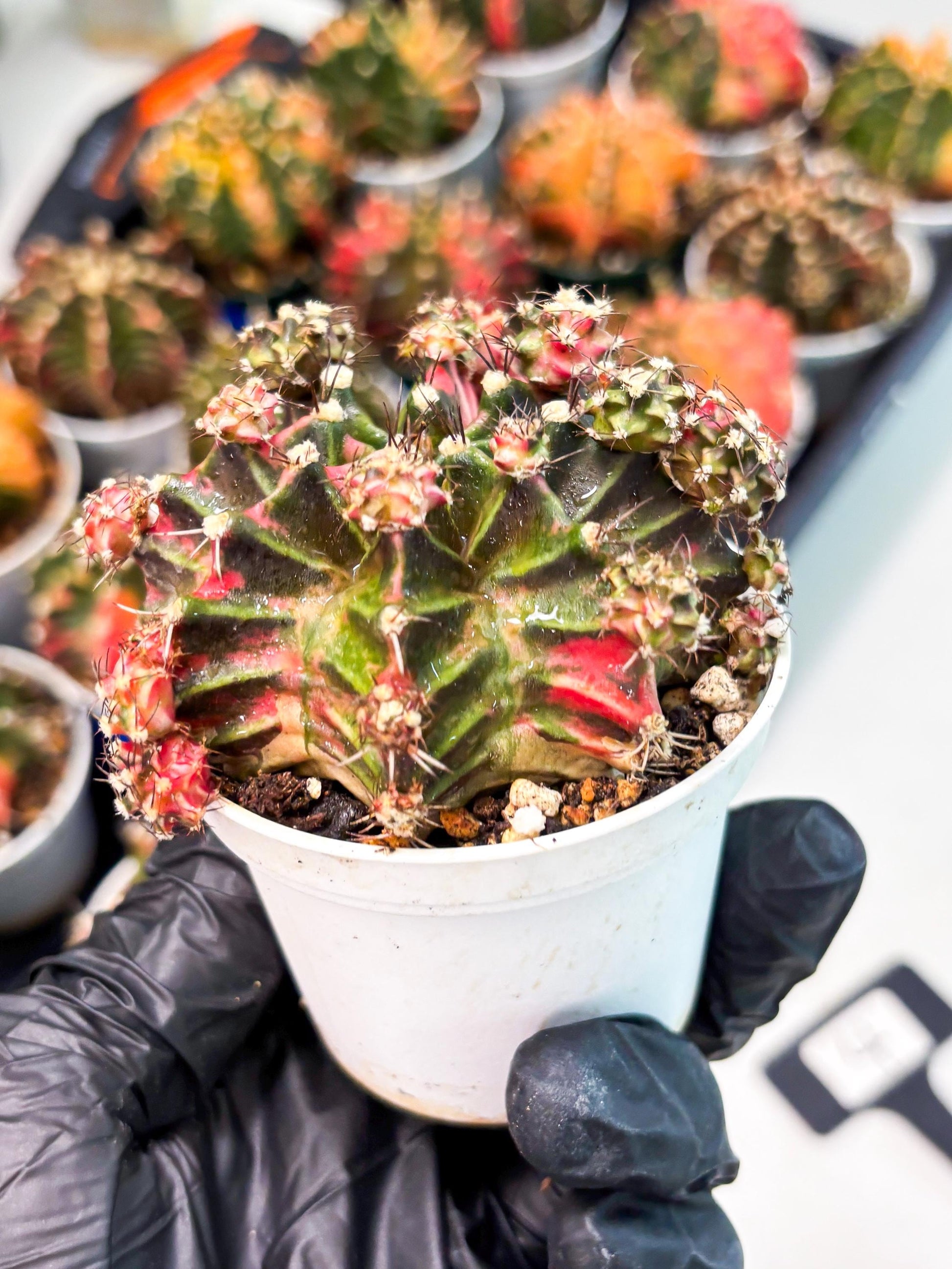 Gymnocalycium LB Hybrid (gy1) (p4) | variegated cactus