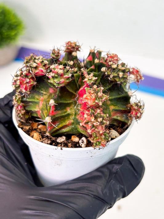 Gymnocalycium LB Hybrid (gy1) (p4) | variegated cactus