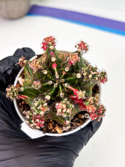 Gymnocalycium LB Hybrid (gy1) (p4) | variegated cactus