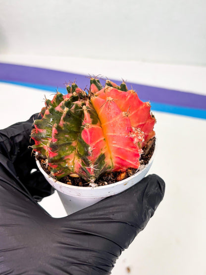 Gymnocalycium LB Hybrid (gy1) (p5) | variegated cactus