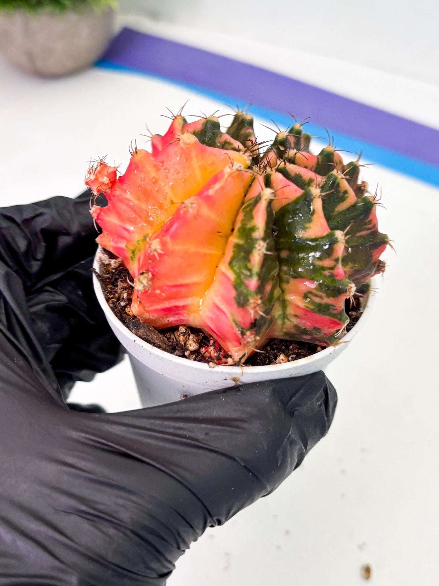 Gymnocalycium LB Hybrid (gy1) (p5) | variegated cactus