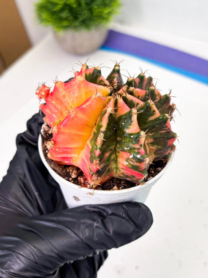 Gymnocalycium LB Hybrid (gy1) (p5) | variegated cactus