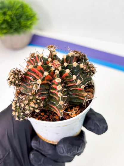 Gymnocalycium LB Hybrid (gy1) (p6) | variegated cactus