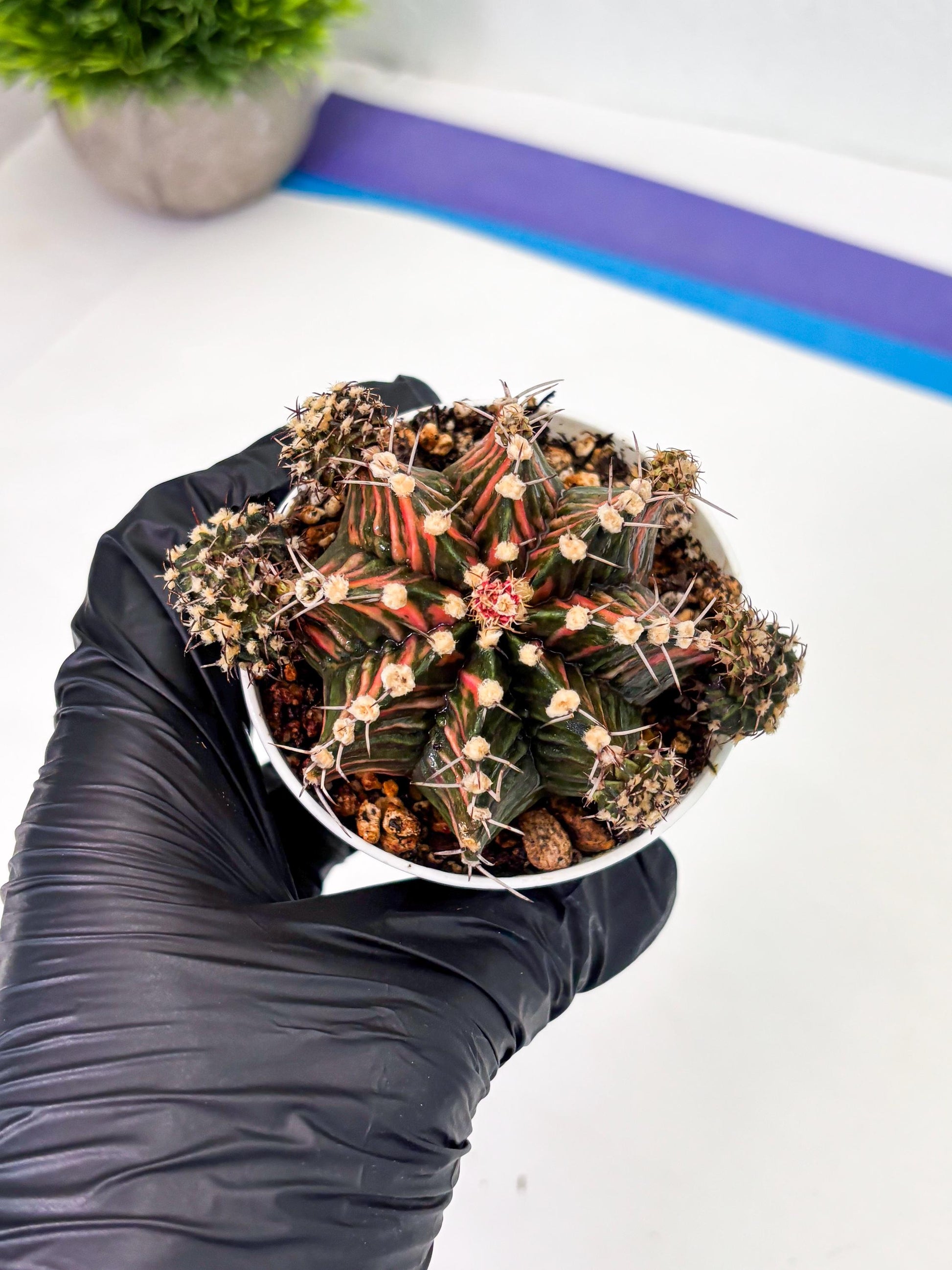 Gymnocalycium LB Hybrid (gy1) (p6) | variegated cactus