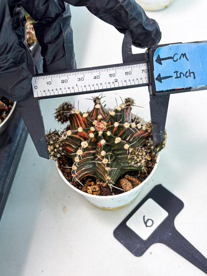 Gymnocalycium LB Hybrid (gy1) (p6) | variegated cactus