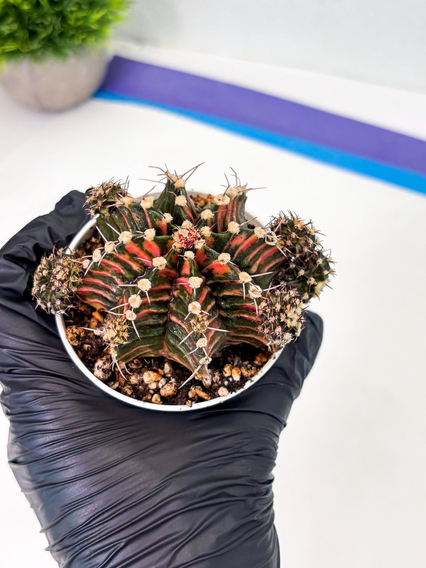 Gymnocalycium LB Hybrid (gy1) (p6) | variegated cactus