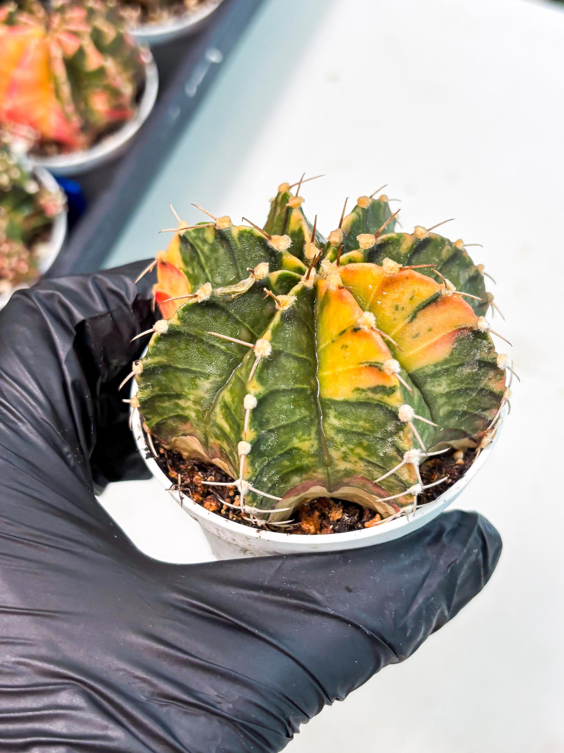 Gymnocalycium LB Hybrid (gy1) (p7) | variegated cactus