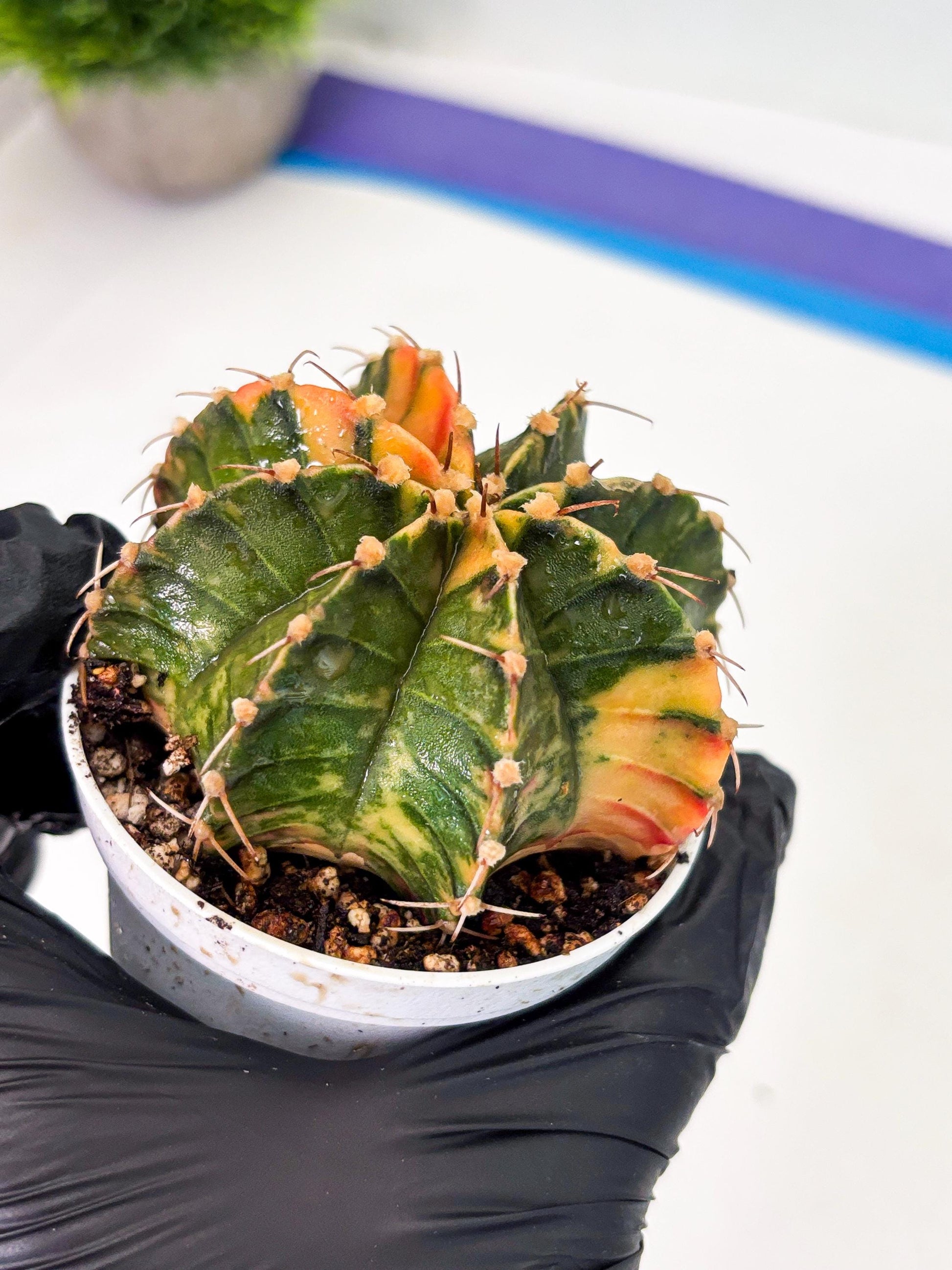 Gymnocalycium LB Hybrid (gy1) (p7) | variegated cactus