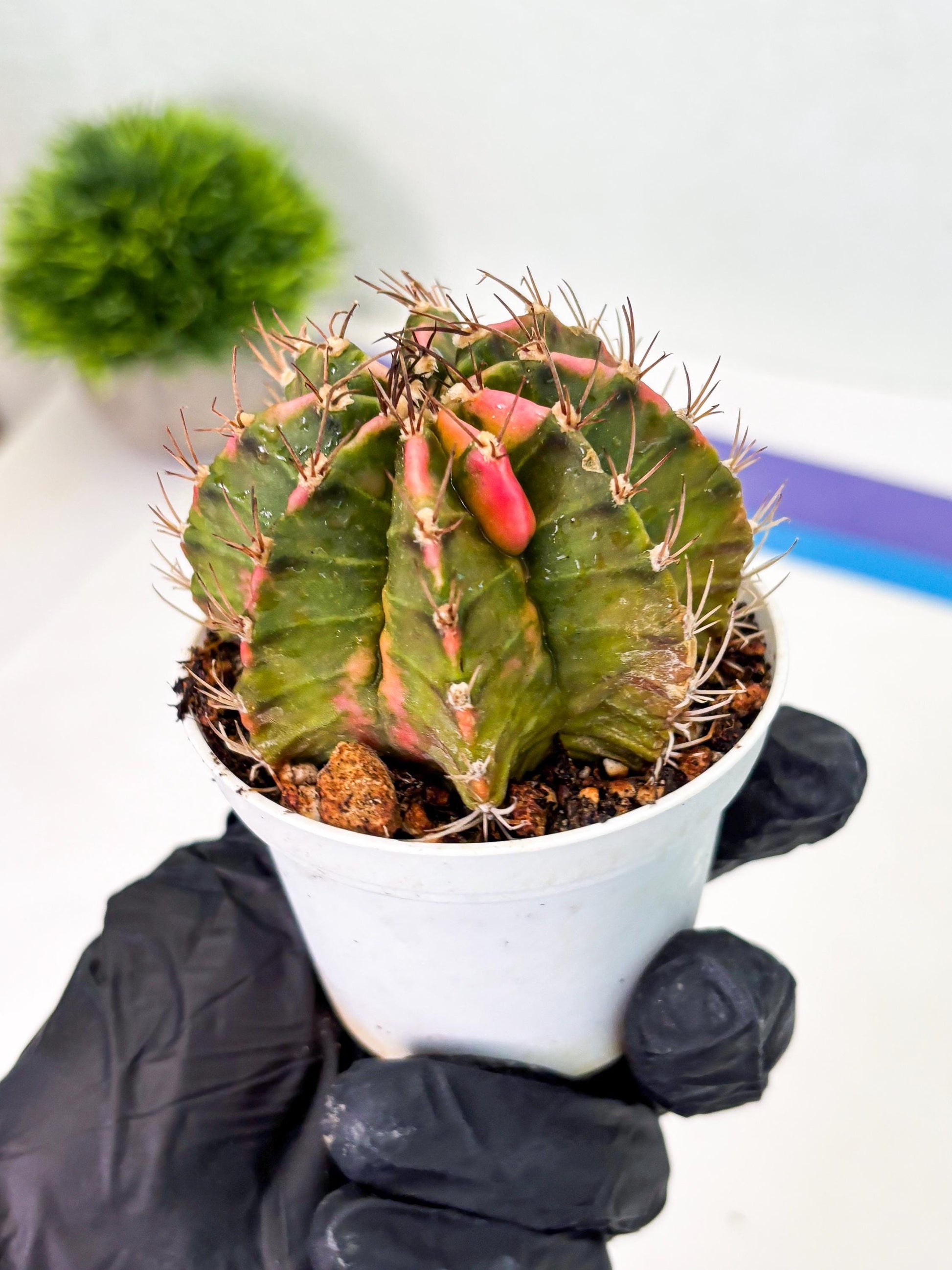 Gymnocalycium LB Hybrid (gy1) (y1) | variegated cactus