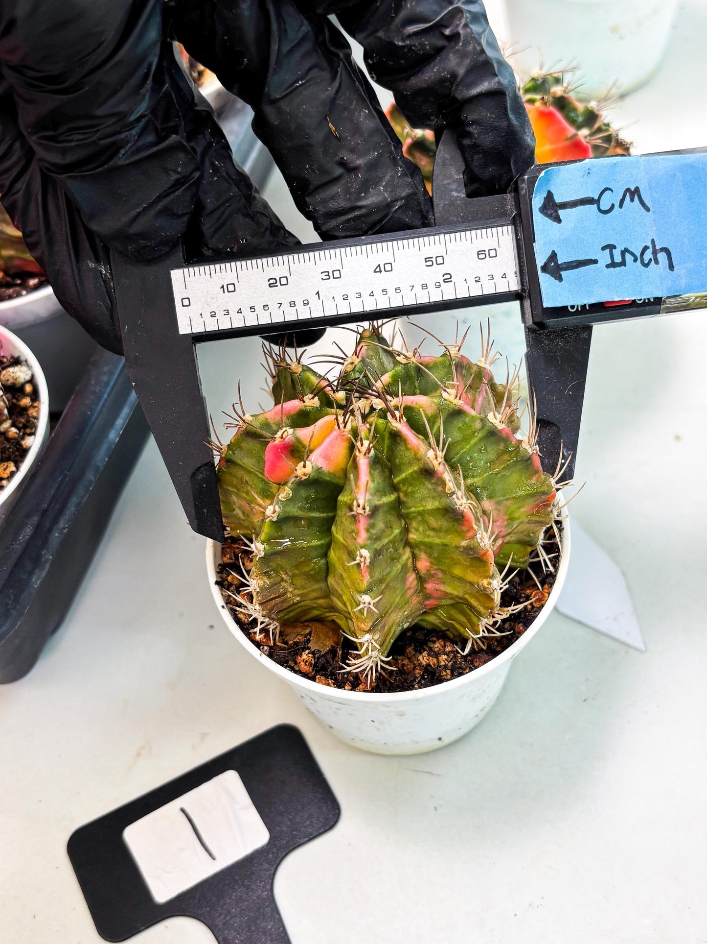 Gymnocalycium LB Hybrid (gy1) (y1) | variegated cactus