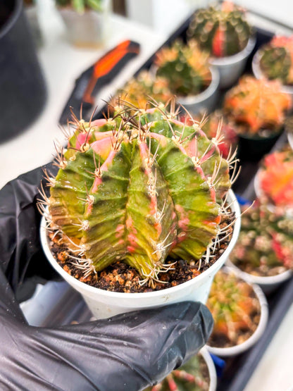 Gymnocalycium LB Hybrid (gy1) (y1) | variegated cactus