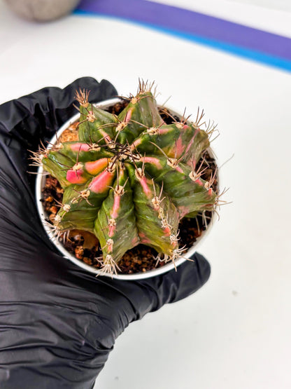 Gymnocalycium LB Hybrid (gy1) (y1) | variegated cactus