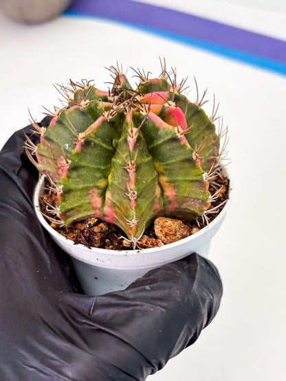 Gymnocalycium LB Hybrid (gy1) (y1) | variegated cactus