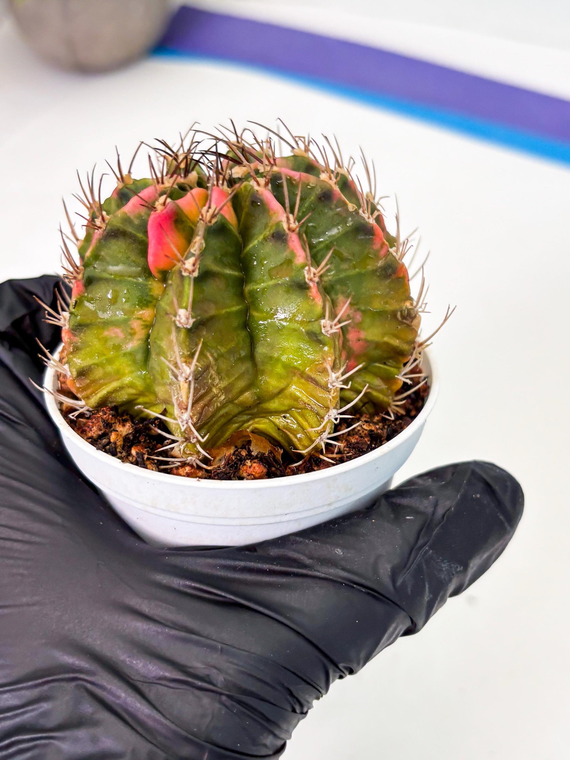 Gymnocalycium LB Hybrid (gy1) (y1) | variegated cactus