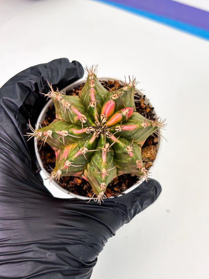 Gymnocalycium LB Hybrid (gy1) (y1) | variegated cactus
