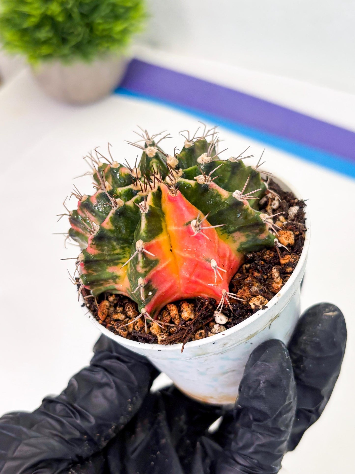 Gymnocalycium LB Hybrid (gy1) (y2) | variegated cactus