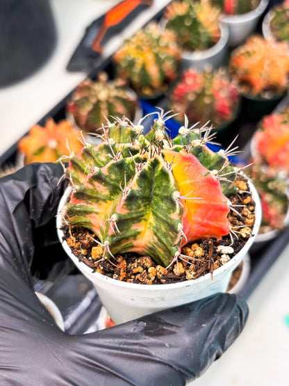 Gymnocalycium LB Hybrid (gy1) (y2) | variegated cactus