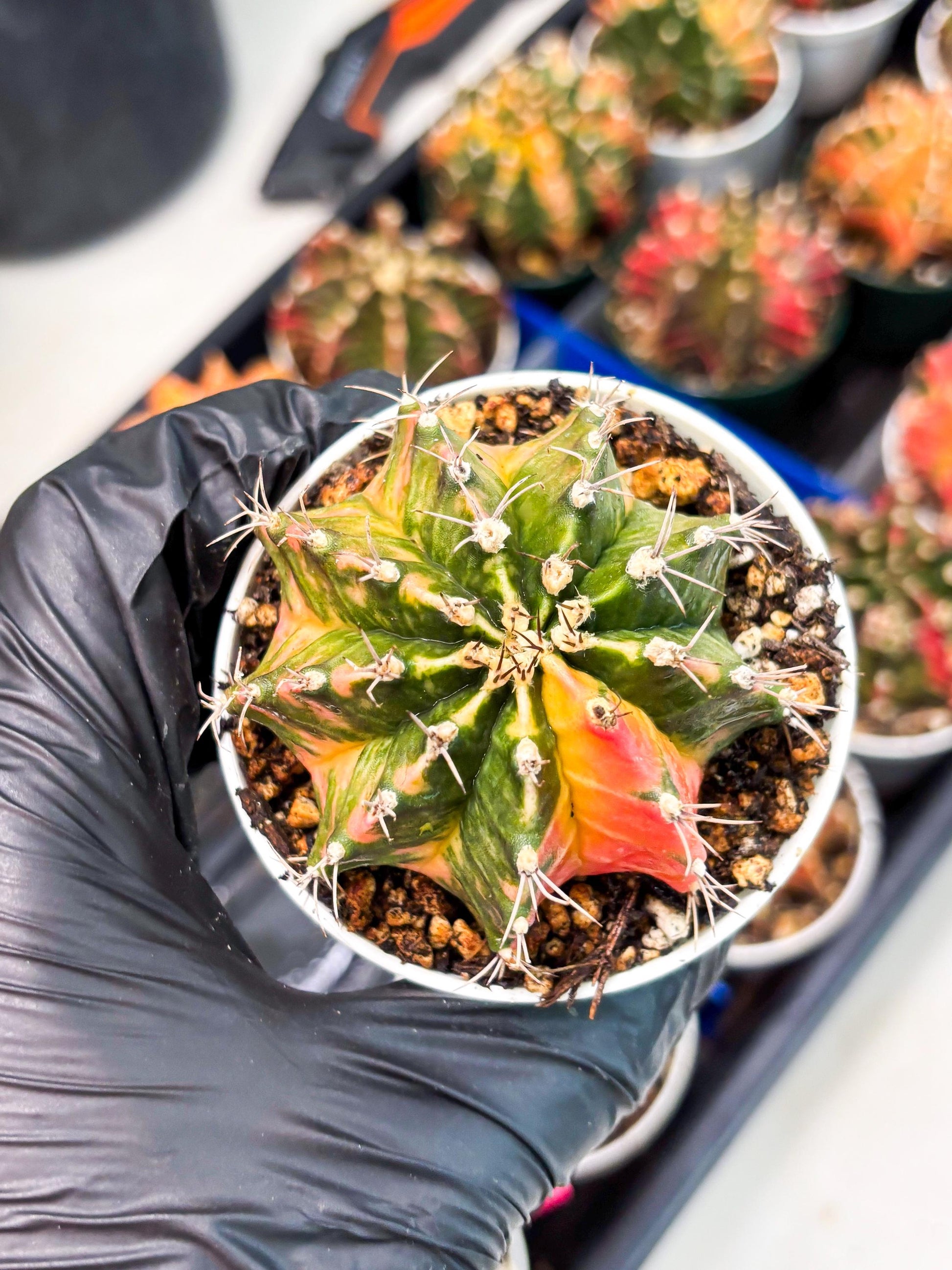 Gymnocalycium LB Hybrid (gy1) (y2) | variegated cactus