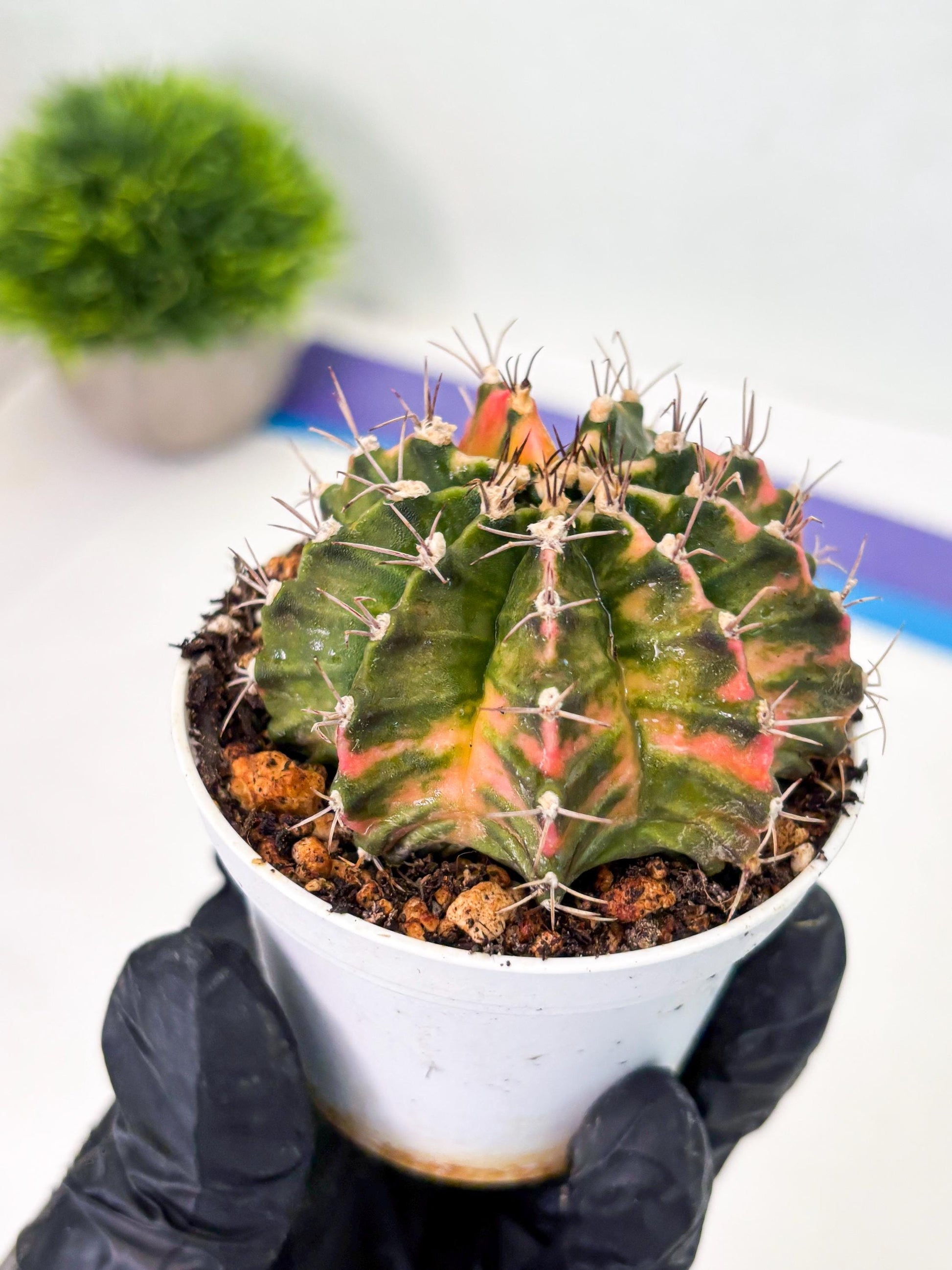 Gymnocalycium LB Hybrid (gy1) (y2) | variegated cactus