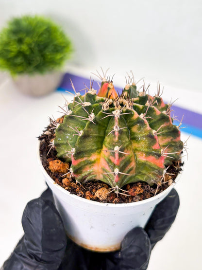 Gymnocalycium LB Hybrid (gy1) (y2) | variegated cactus