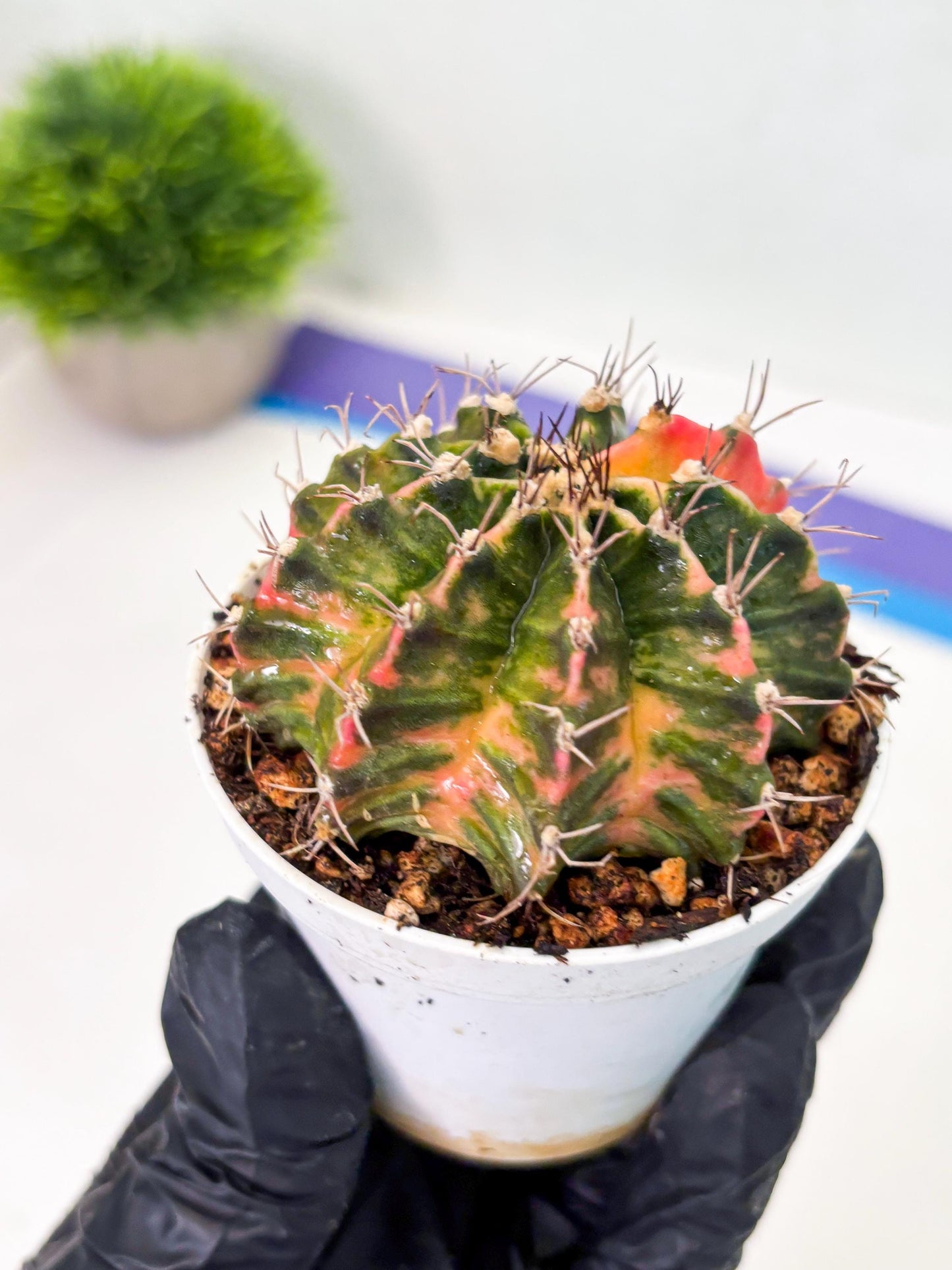 Gymnocalycium LB Hybrid (gy1) (y2) | variegated cactus